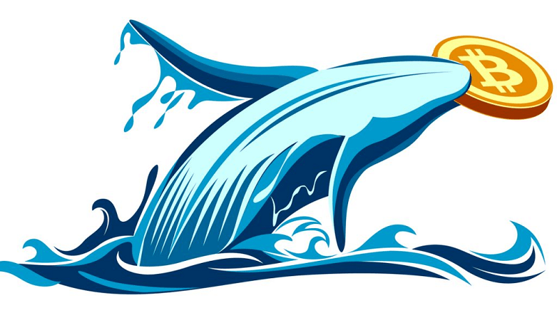 نهنگ ها در بازار ارز دیجیتال چه کسانی هستند؟